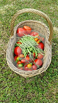 Home grown green beans and tomatoes in wickerwork basket