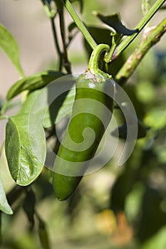 Home Grown Green Jalapeno Peppers Capsicum annuum