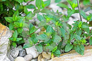 Home grown hybrid Chocolate mint, peppermint growing in garden