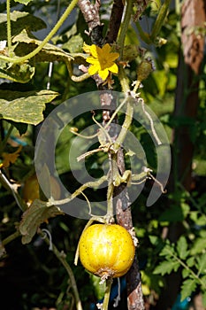 Home grown lemon cucumbers