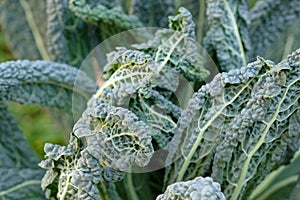 Home Grown Organic Kale