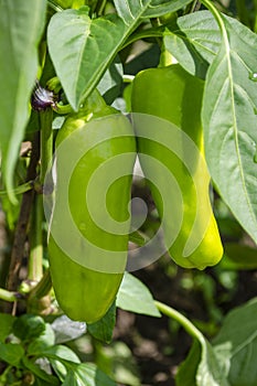 Home Grown Organic Peppers. Growing in a Greenhouse on an Allotment in a Vegetable Garden in Rural