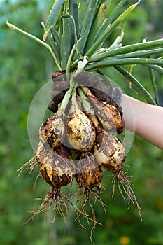 Home Grown Organic Shakespeare Onions Allium cepa in hands summer harvest