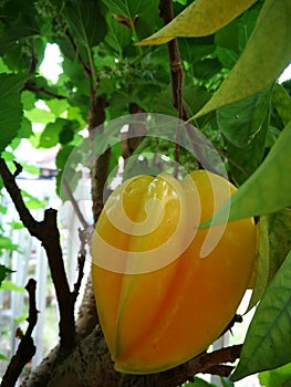 Home grown organic starfruit