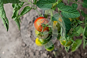 Home-grown red, ripe and green tomatoes on the shrub in the garden