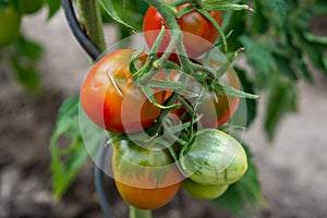 Home-grown red, ripe and green tomatoes on the shrub in the garden