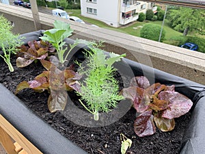 Home Grown Salad.