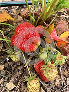 Home grown strawberries