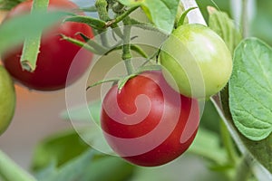 Home grown tomato harvest