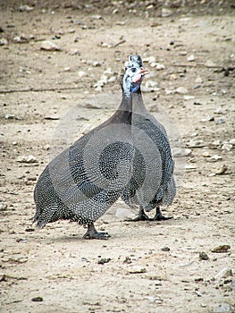 Home Guinea fowl on the farm.