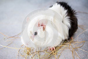 Home guinea pig Cavia porcellus on the hay, close-up