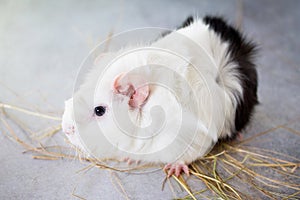 Home guinea pig Cavia porcellus on the hay, close-up