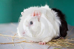 Home guinea pig Cavia porcellus on the hay, close-up.