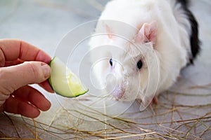 Home guinea pig Cavia porcellus on the hay, close-up. Feeding a pet