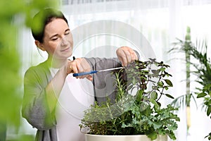 Home herbarium. A woman is cutting herbs in her home garden