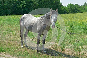 Home horse on green field