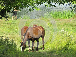 Home Horses on the grass meadow at river, horses chew grass,