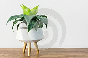 Home interior decoration Spathiphyllum house plant in white ceramic pot on wooden media stand white wall background