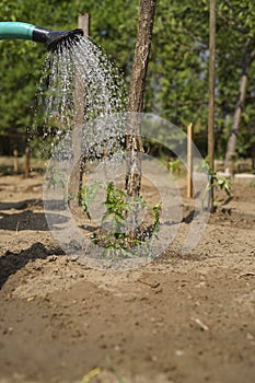 In the home kitchen garden, the farmer irrigates tomato seedlings in the spring using a green watering can.