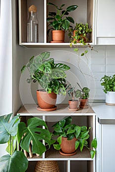 Home kitchen interior with green plants epipremnum, monstera, anthurium, dischidia, philodendron