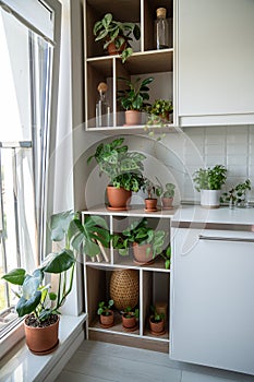 Home kitchen modern interior with green plants epipremnum, monstera, pilea, dischidia, philodendron