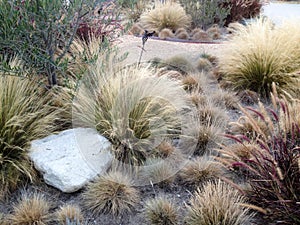 Home landscaping drought heat tolerant plants design closeup