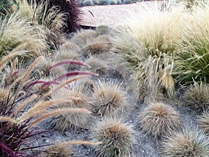 Home landscaping drought heat tolerant plants design closeup