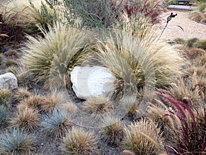 Home landscaping drought heat tolerant plants design closeup