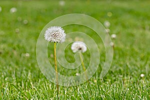 Dandelion weeds going to seed in lawn.