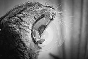 Home libimetz cat wide open mouth, black and white photo_