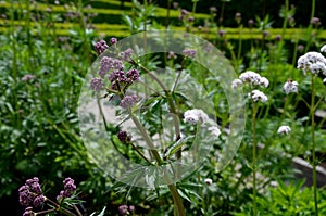 Home medicinal garden with herbs for rheumatic, digestion, rhubarb for cake, for drying tea and aromatic herbs for alcoholic lique