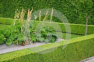 Home medicinal garden with herbs for rheumatic, digestion, rhubarb for cake, for drying tea and aromatic herbs for alcoholic lique