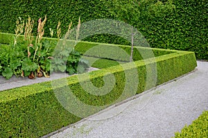 Home medicinal garden with herbs for rheumatic, digestion, rhubarb for cake, for drying tea and aromatic herbs for alcoholic lique