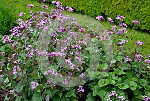 Home medicinal garden with herbs for rheumatic, digestion, rhubarb for cake, for drying tea and aromatic herbs for alcoholic lique