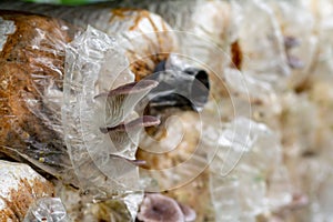 Home mushroom cultivation. Oyster mushroom growing on a block of mycelia photo