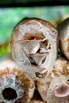 Home mushroom cultivation. Oyster mushroom growing on a block of mycelia