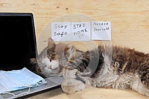 Home office, cat and medical masks, computer. Protection against coronavirus Covid 19, the concept of stay home, Hygiene,