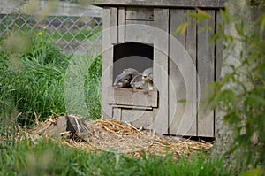Home For Otter Pups