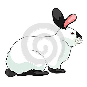 The home pet Californian rabbit. vector illustration