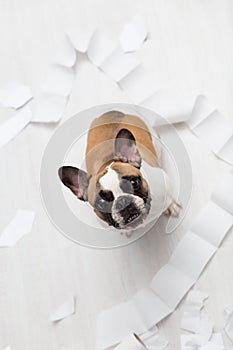 Home pet destruction on white bathroom floor with some piece of toilet paper. Pet care abstract photo. Small guilty dog with funny