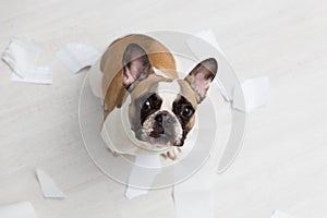 Home pet destruction on white bathroom floor with some piece of toilet paper. Pet care abstract photo. Small guilty dog with funny