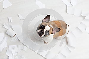 Home pet destruction on white bathroom floor with some piece of toilet paper. Pet care abstract photo. Small guilty dog with funny