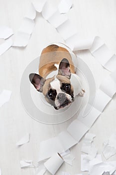 Home pet destruction on white bathroom floor with some piece of toilet paper. Pet care abstract photo. Small guilty dog with funny