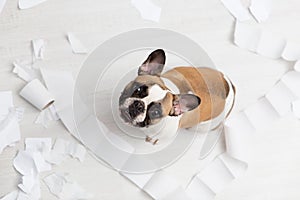 Home pet destruction on white bathroom floor with some piece of toilet paper. Pet care abstract photo. Small guilty dog with funny