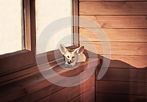 Home pet little fox sunbathing and relaxing on window sill in rustic cabin