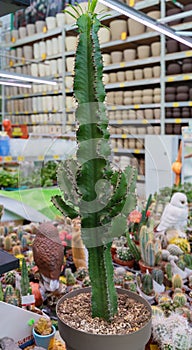 Home plant cactus of various varieties, shapes, sizes and colors close-up, young thorny plants with needles