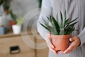 Home plant care hobby houseplant mans hands