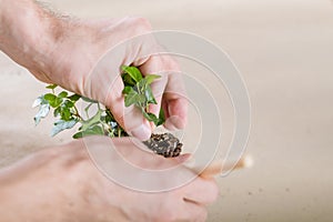 Home plant care hobby replanting close up