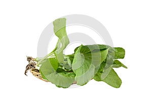 Home plant Chinese Cabbage-PAI TSAI or Brassica chinensis Jusl var parachinensis Bailey on bamboo tray isolated  over white photo