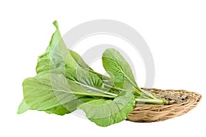 Home plant Chinese Cabbage-PAI TSAI or Brassica chinensis Jusl var parachinensis Bailey on bamboo tray isolated  over white photo